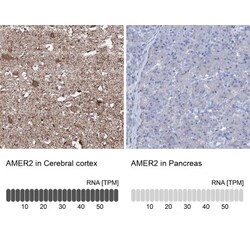 FAM123A Antibody, Novus Biologicals 25 &mu;L, Unlabeled:Antibodies, Polyclonal